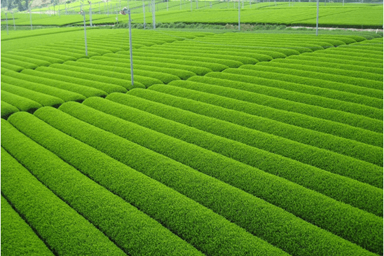 耕作放棄茶園有効活用事業