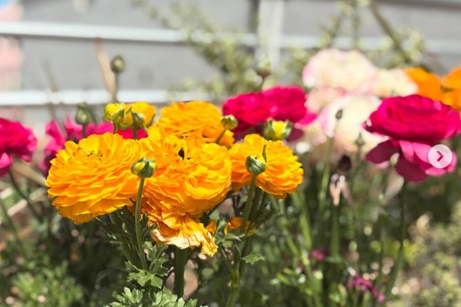 「とよなか花いっぱい大作戦！」プロジェクト