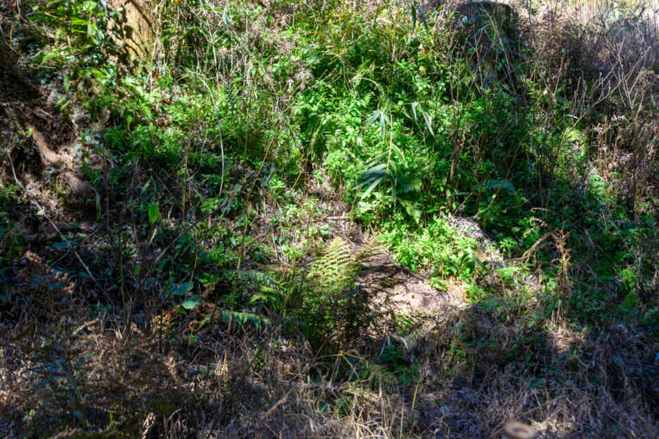 農林水産業成長産業化プロジェクト