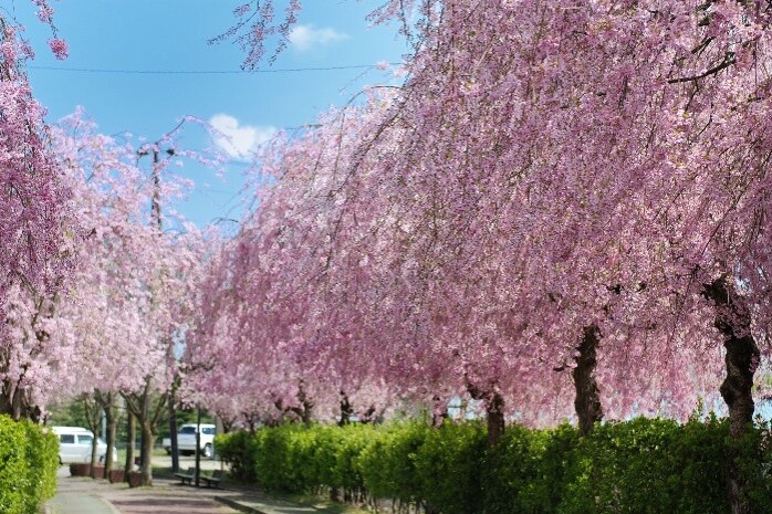 歴史あるしだれ桜並木保護・育成継承プロジェクト