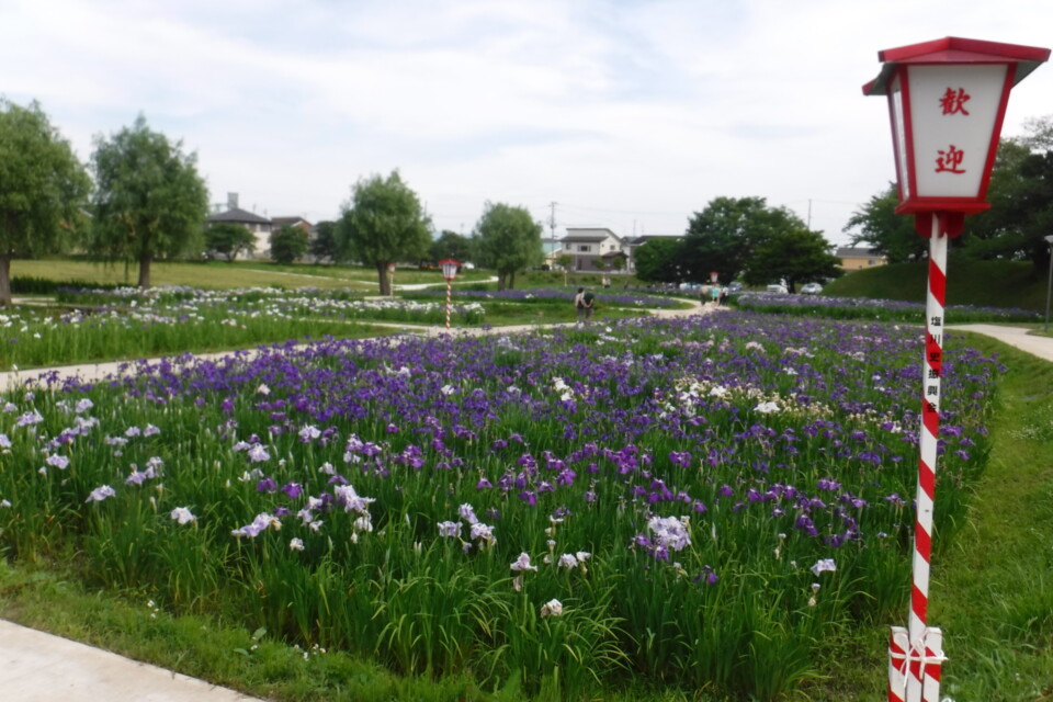 四季の彩り 花しょうぶ園の保全・魅力向上プロジェクト