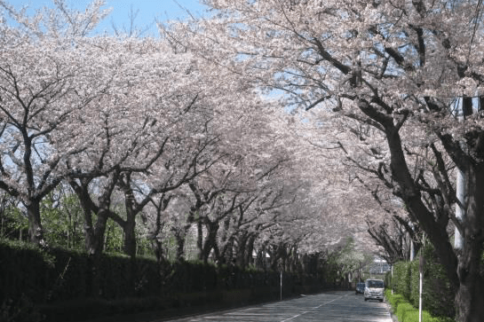 街路樹等更新プロジェクト