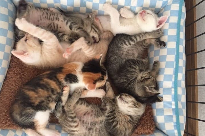 人と猫が幸せに暮らせる宇美町をめざして​～地域猫活動で命をつなぐ～