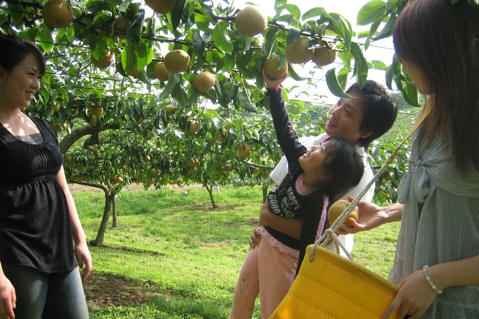 果樹も盛んです。梨の生産量は県内１です。