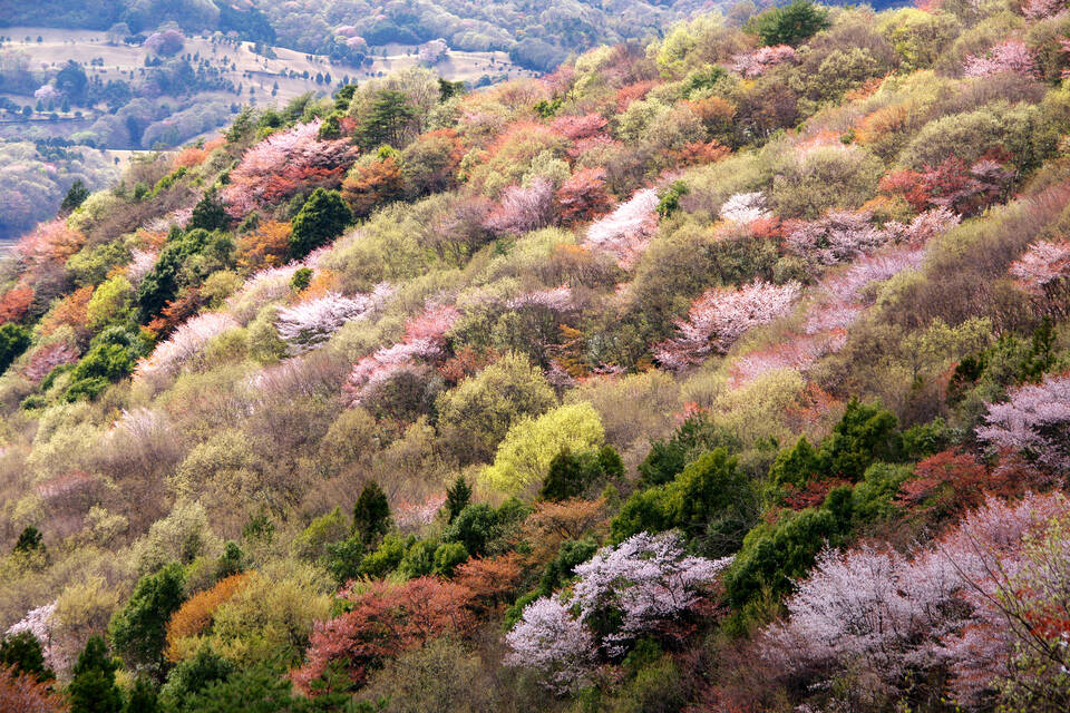 茨城県桜川市 ヤマザクラ保全啓発絵本「さくらがわ市のたからもの」を