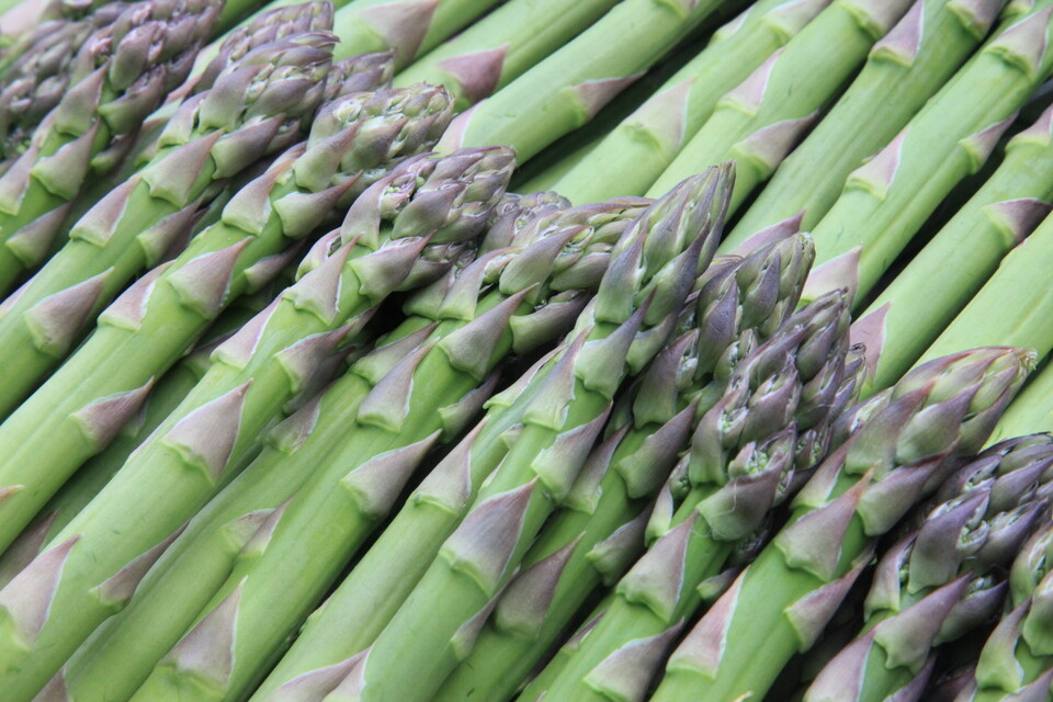 幻のアスパラ「ラスノーブル」再生プロジェクト