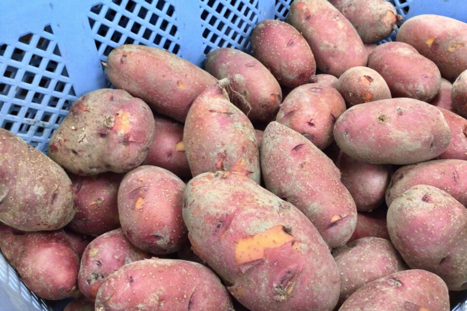 【給食費物価高騰対策事業】物価高騰のため子どもたちの給食にご支援を！