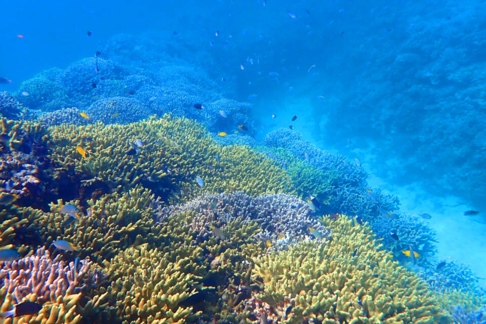 恩納村の綺麗な海を守る「サンゴの村宣言」SDGsプロジェクト