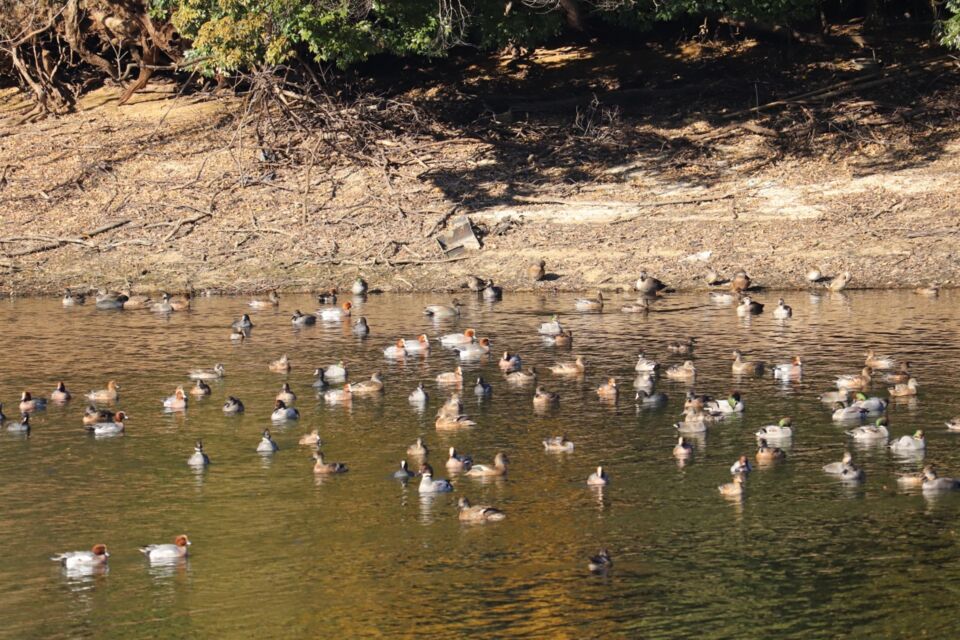 「鴨のまち小郡」推進プロジェクト