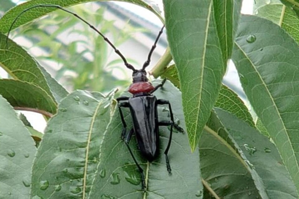 クビアカツヤカミキリ対策事業