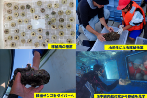 竹ケ島海域公園魅力化プロジェクト
