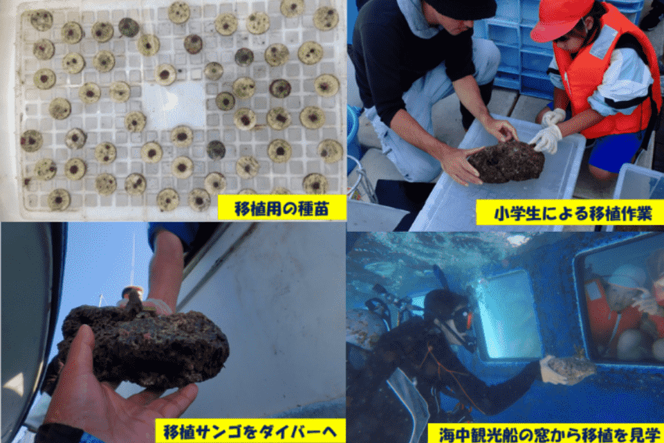 竹ケ島海域公園魅力化プロジェクト