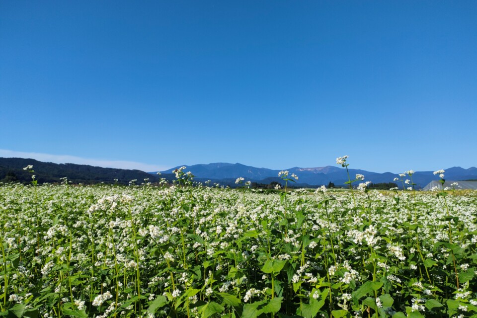 農業振興は野生動物による農作物被害防止の徹底、農業経営の強化。林業は森林の保育事業や間伐材の有効利用の推進。移住定住サポートセンターの運営による移住定住の推進。