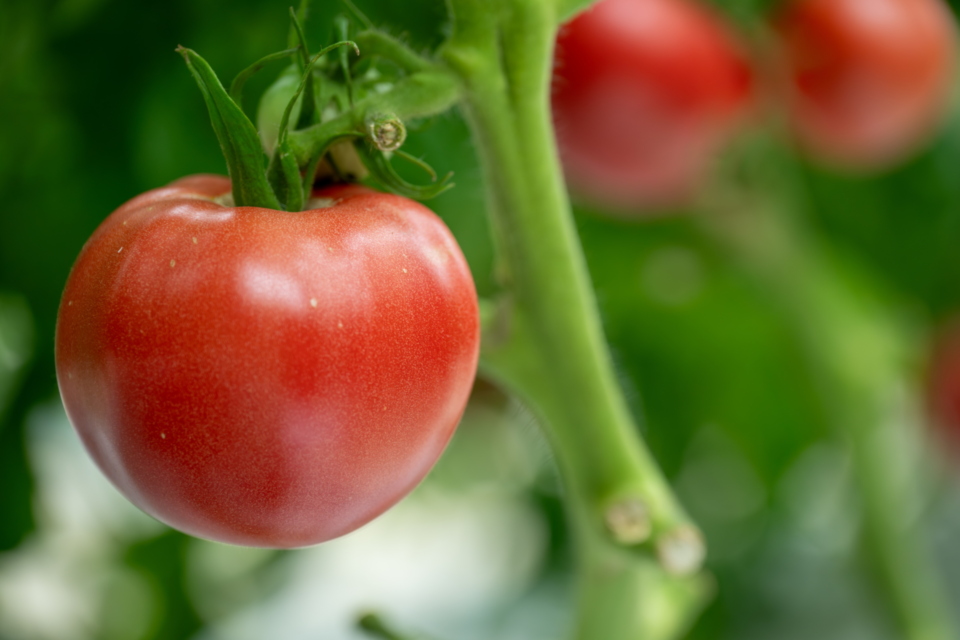 赤と黒のプロジェクト推進事業