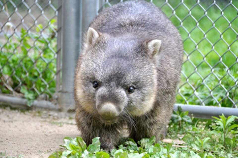五月山動物園整備事業