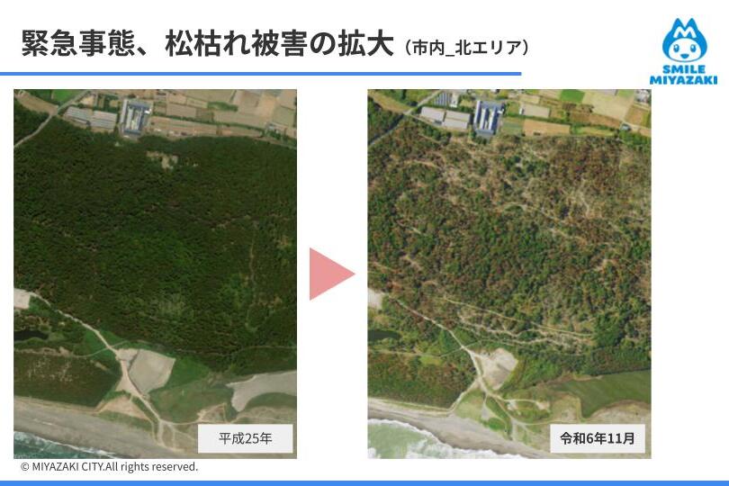 宮崎の海岸松林とゴルフコースを守ろう