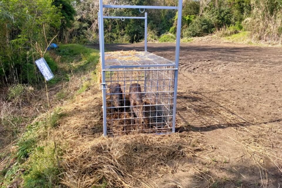 農林水産業成長産業化プロジェクト