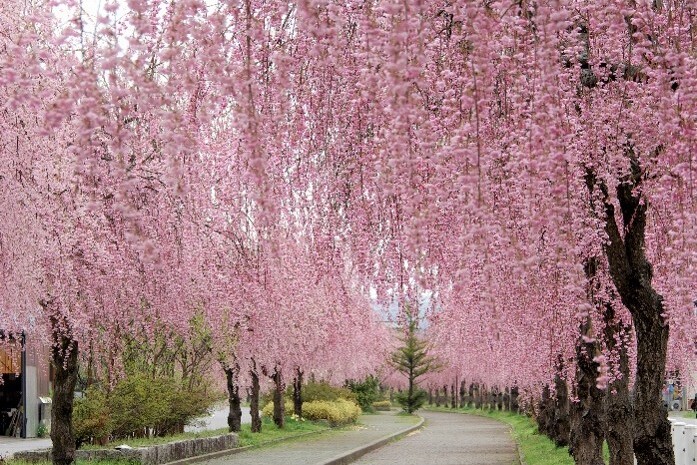 歴史あるしだれ桜並木保護・育成継承プロジェクト