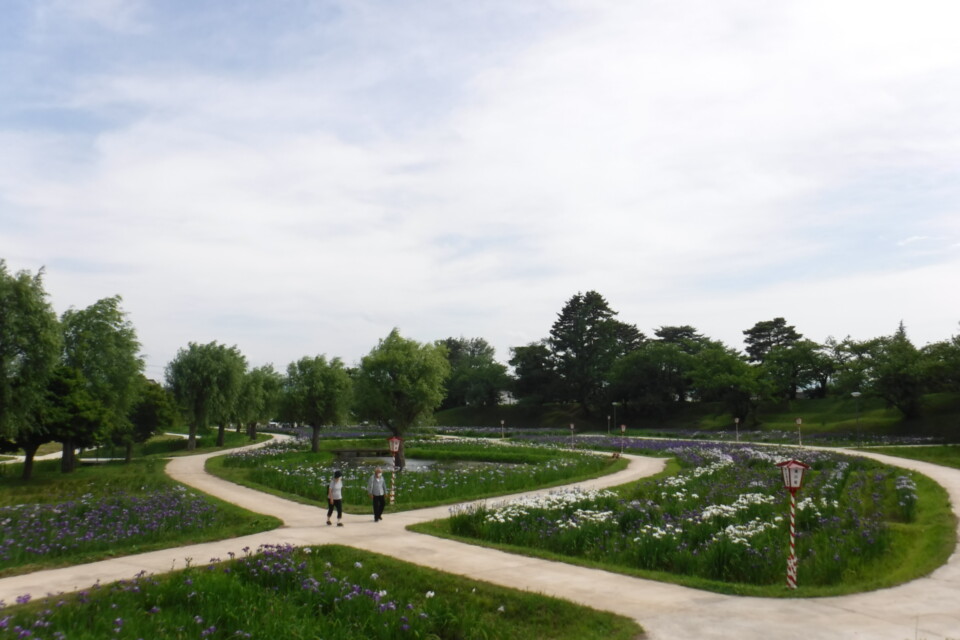 四季の彩り 花しょうぶ園の保全・魅力向上プロジェクト