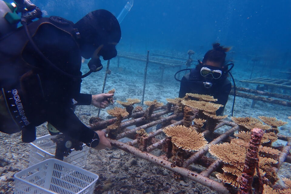 恩納村の綺麗な海を守る「サンゴの村宣言」SDGsプロジェクト