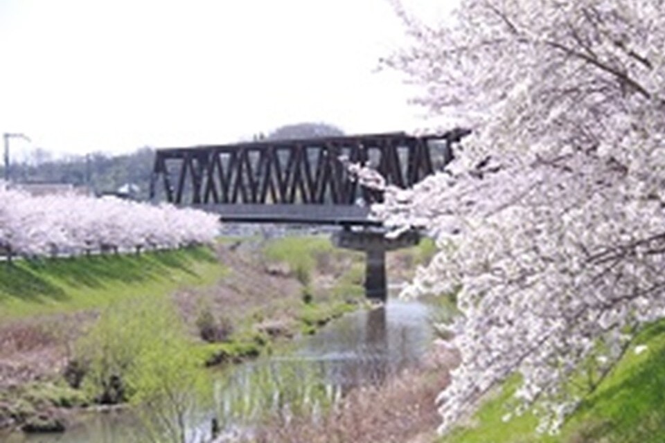 三田さくら物語