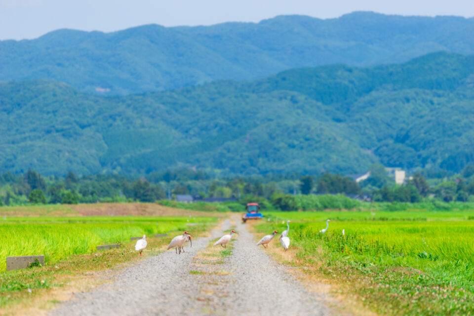 【生物多様性・SDGs】生物多様性が育む環境と経済の両立～自然との共生～