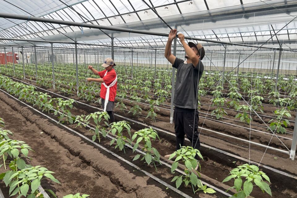 これからの農業は誰が担う？新規就農者増加のためのピーマン研修ファームプロジェクト