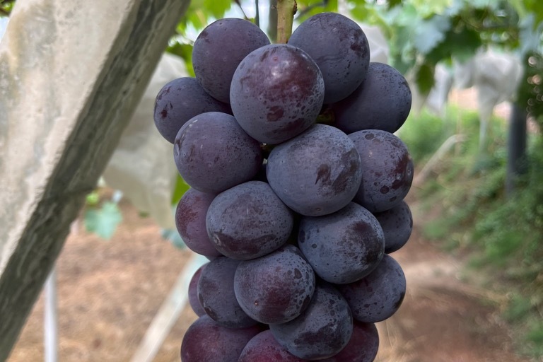 赤と黒のプロジェクト推進事業