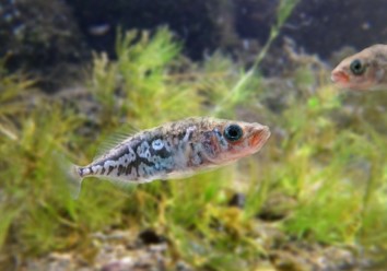 「池田町の環境と資源を守り、町民が豊かに暮らせる町づくり」実現プロジェクト