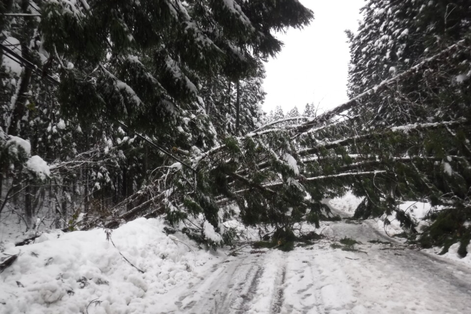 大雪による倒木