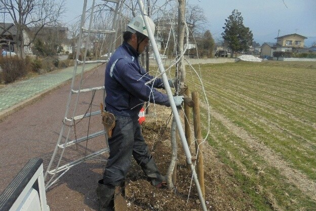 歴史あるしだれ桜並木保護・育成継承プロジェクト