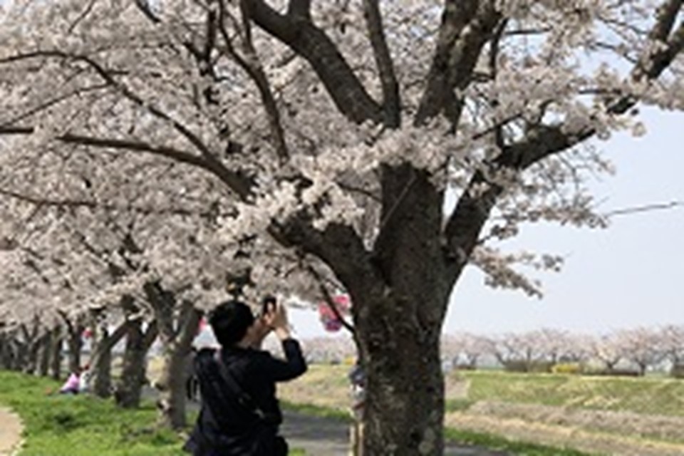 三田さくら物語