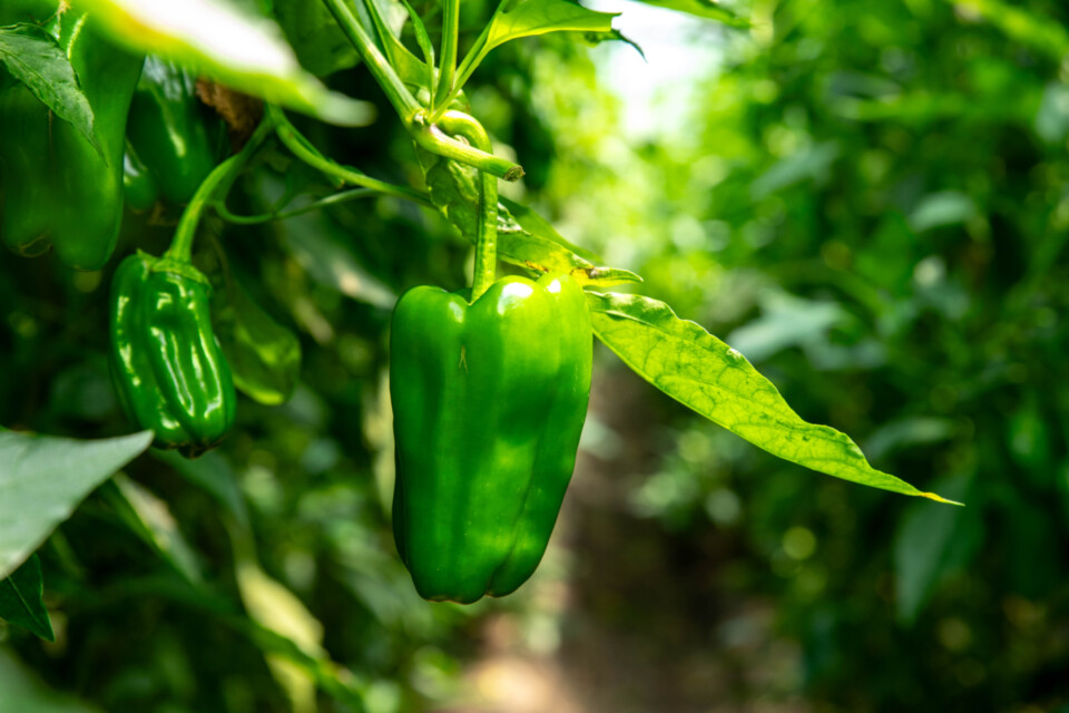 これからの農業は誰が担う？新規就農者増加のためのピーマン研修ファームプロジェクト