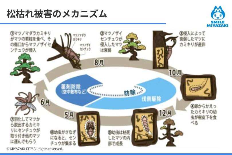 宮崎の海岸松林とゴルフコースを守ろう