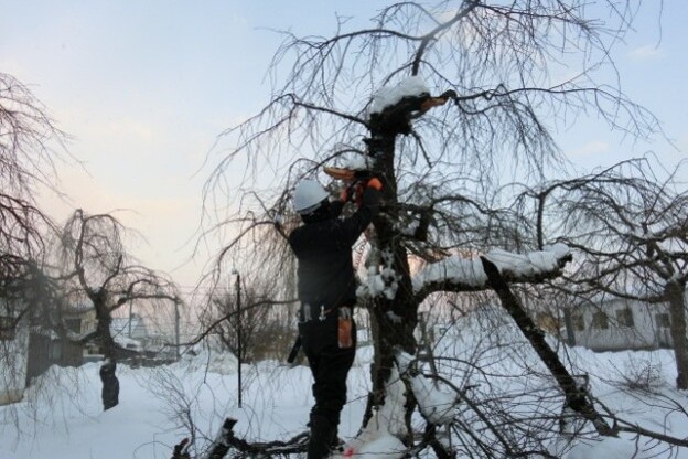歴史あるしだれ桜並木保護・育成継承プロジェクト