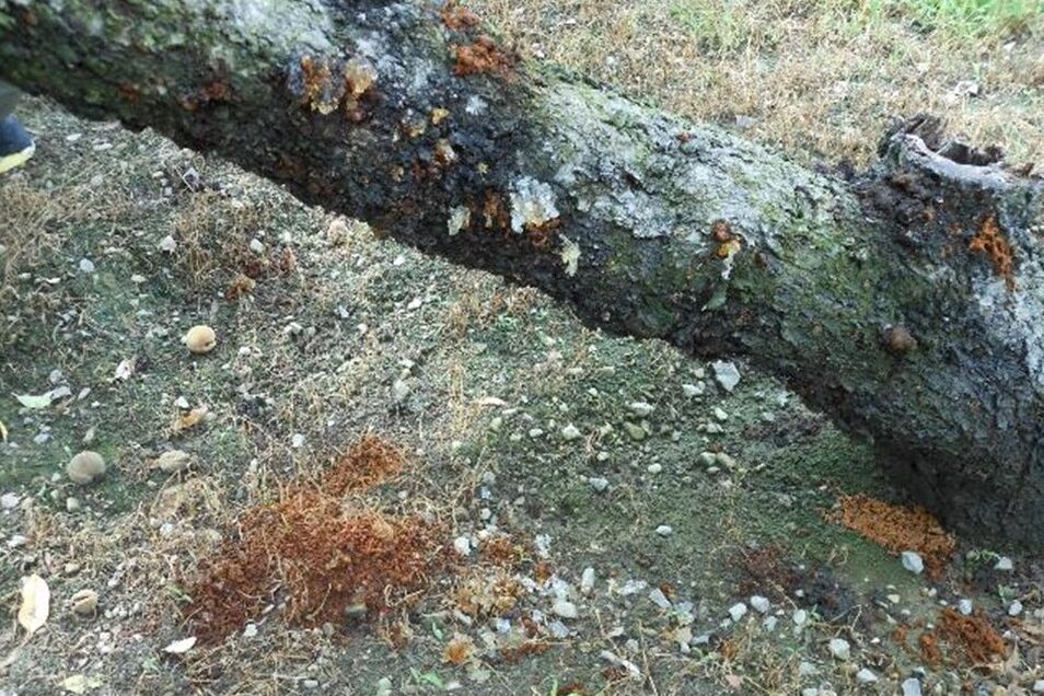 プロジェクト概要画像