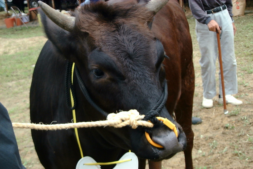 プロジェクト概要