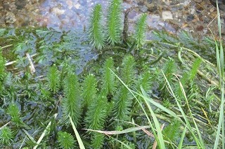 プロジェクト概要