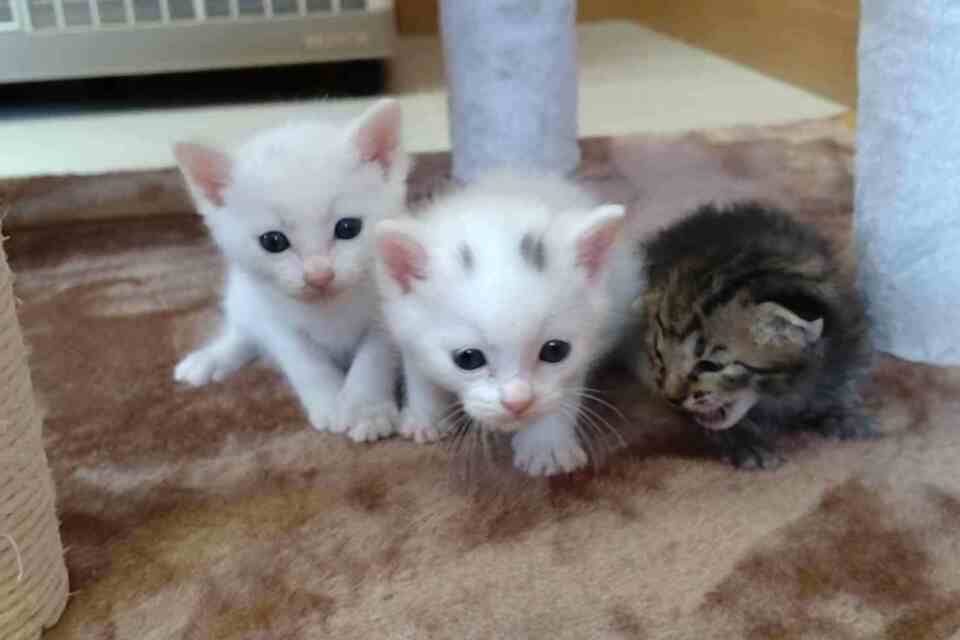 プロジェクト概要画像