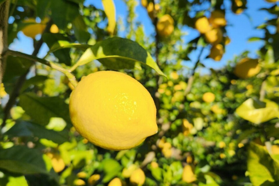 プロジェクト概要画像