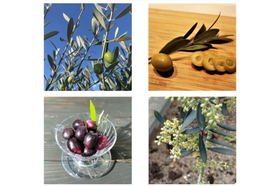 プロジェクト概要画像