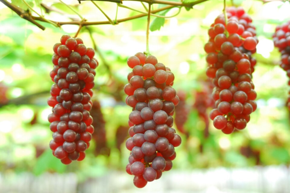 プロジェクト概要画像