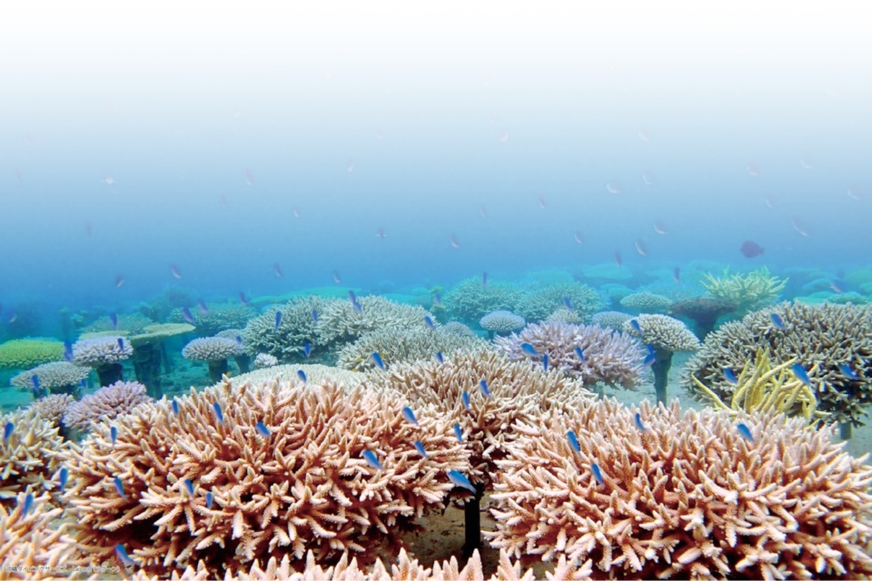 プロジェクト概要